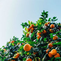 Mandarinas